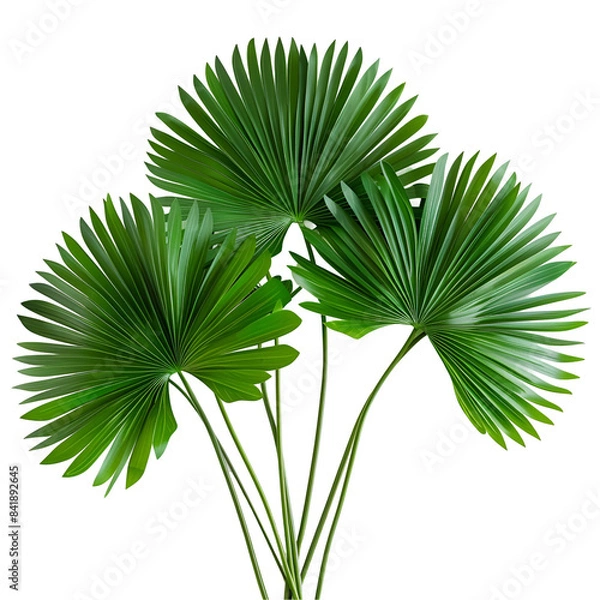 Obraz palm tree isolated