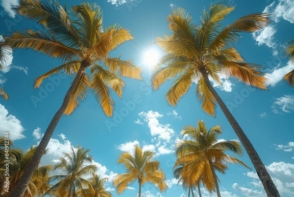 Fototapeta Towering sunlit palm trees on a tropical beach, symbolizing paradise. 
