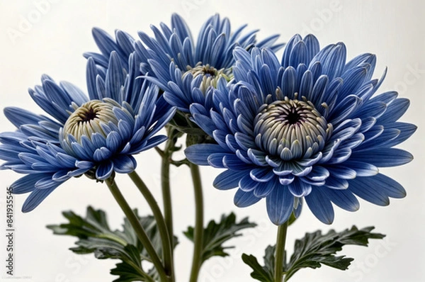 Fototapeta chrysanthemum flower