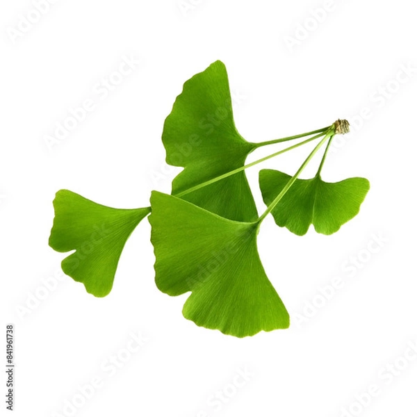 Obraz Twig with ginkgo biloba leaves isolated on a transparent background. Green, fresh leaves of Мaidenhair. PNG