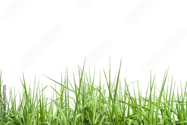 Fototapeta Sugar cane leaf on isolated white