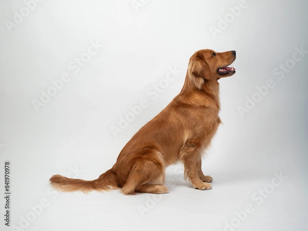 Fototapeta The studio portrait of the puppy dog Golden Retriever siting and looking up with a smile sitting on the white background