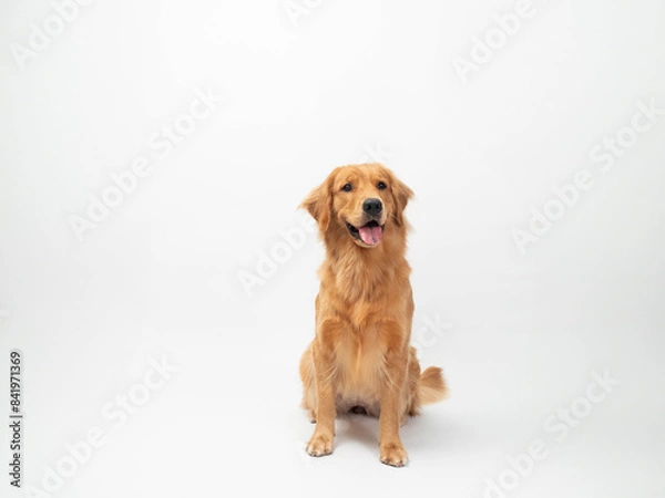 Fototapeta The studio portrait of the puppy dog Golden Retriever with a smile sitting on the white background