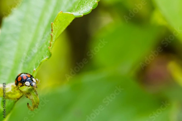 Fototapeta ナナホシテントウ