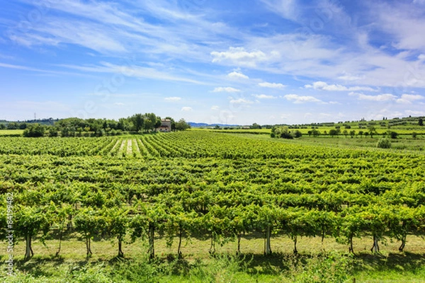 Obraz Green vineyard under blue sky