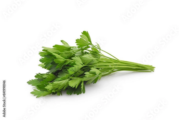 Obraz Green fresh parsley bunch isolated on white background closeup. Mediterranean herbs and spices, nutrition design elements.