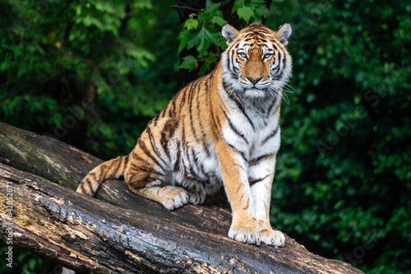Fototapeta The Siberian tiger,Panthera tigris altaica is the biggest cat in the world