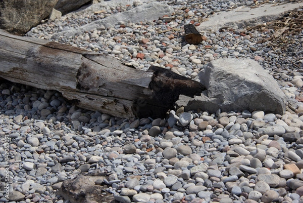 Obraz Old log on a rocky beach