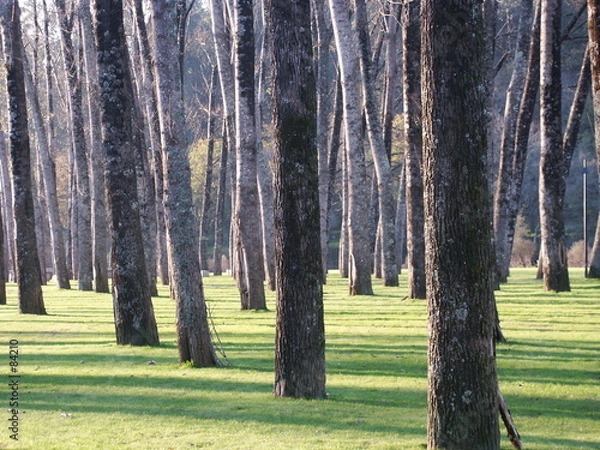 Fototapeta forest