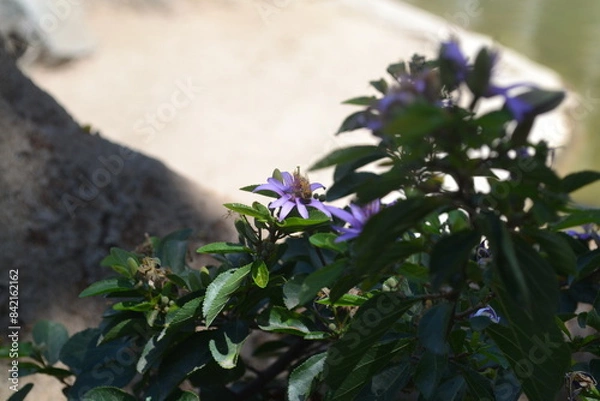 Fototapeta bee on flower