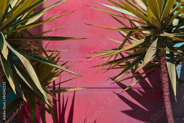 Fototapeta tree branches with leaves