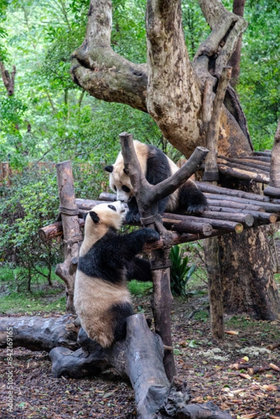 Obraz Giants panda playing together after the raining