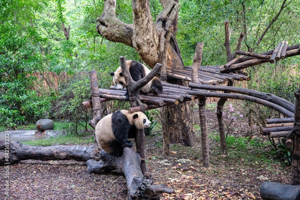Obraz Giants panda playing together after the raining
