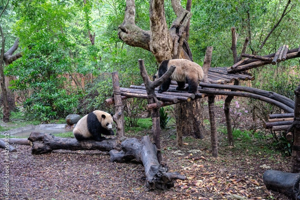 Obraz Giants panda playing together after the raining