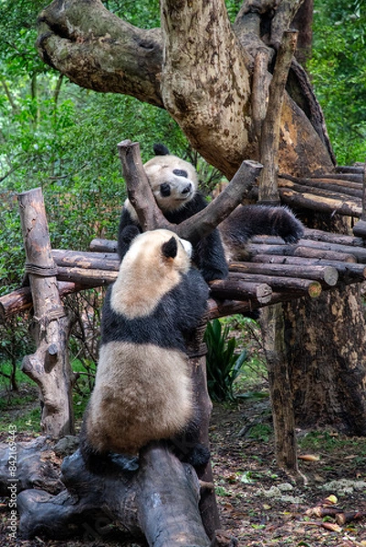 Obraz Giants panda playing together after the raining