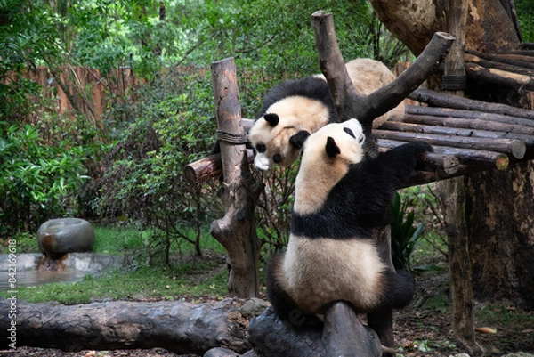 Obraz Giants panda playing together after the raining
