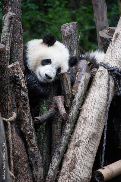 Obraz Giants panda playing together after the raining