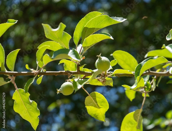 Obraz Young Gravenstein apples developing on the tree in springtime.