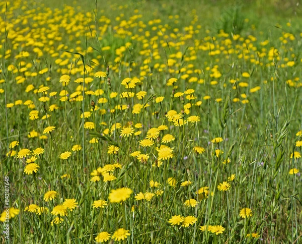 Obraz Meadow filled with Hypochaeris radicata also known as false dandelion, catsear, flatweed. An introduced species, found here in California.