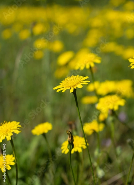 Obraz Closeup of Hypochaeris radicata also known as false dandelion, catsear, flatweed. An introduced species, found here in California.