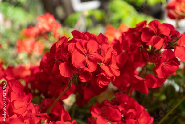 Obraz Red Geranium blossoms in closeup with green background