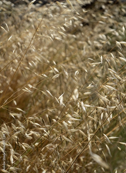 Obraz Tall dry oat grass in summer creates a fire hazard