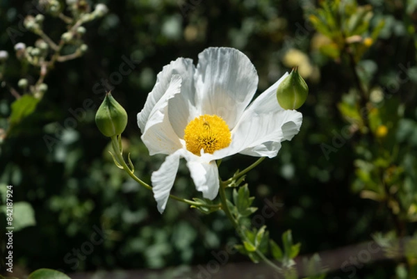 Obraz Coulter's Matilija Poppy (Romneya coulteri)