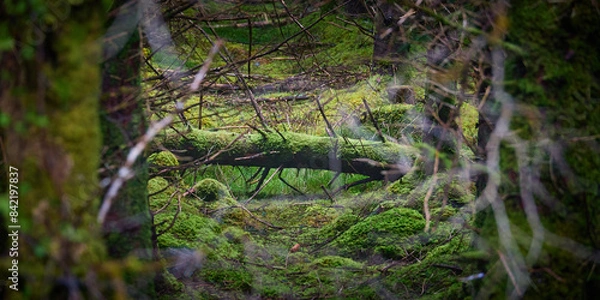 Obraz Fallen tree deep in Irish woods