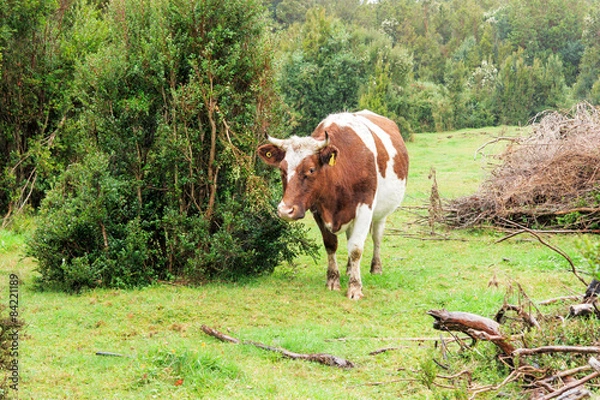 Obraz Cow under rain