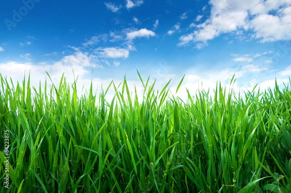 Fototapeta Green sprouts of wheat in the field. Blue sky with white clouds
