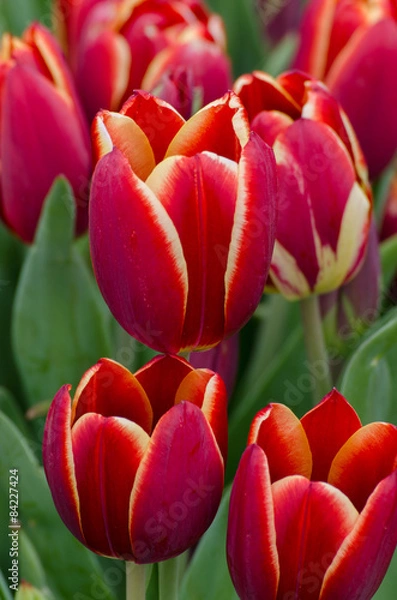 Fototapeta red tulips