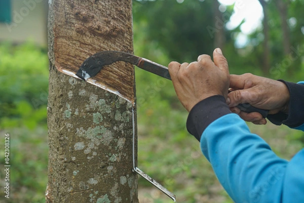 Fototapeta The gardener's hand is holding a knife and cutting against rubber.rubber tree that was tapped Latex that is flowing down in the supporting container