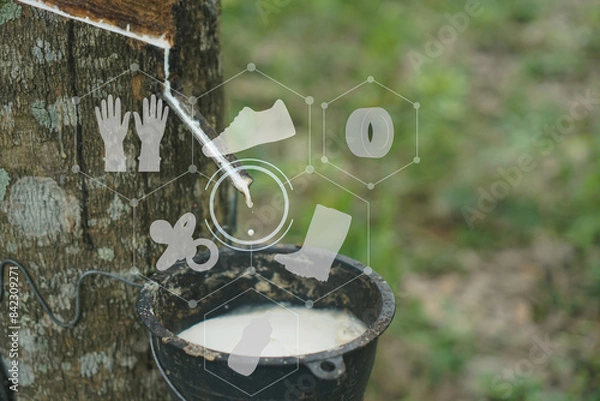 Fototapeta The rubber tree that was tapped Latex that is flowing down in the supporting container