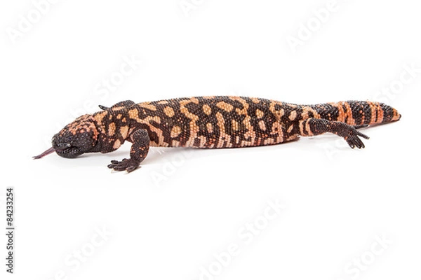 Fototapeta Profile of a Gila Monster Lizard