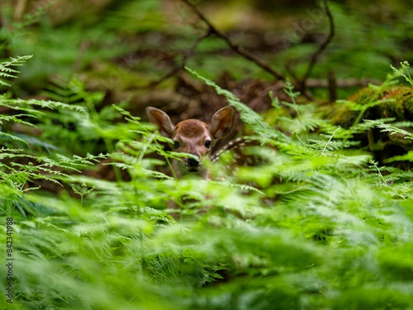 Fototapeta シダの茂みに潜む子鹿
