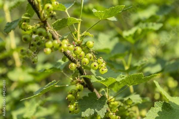Fototapeta Крыжовник
