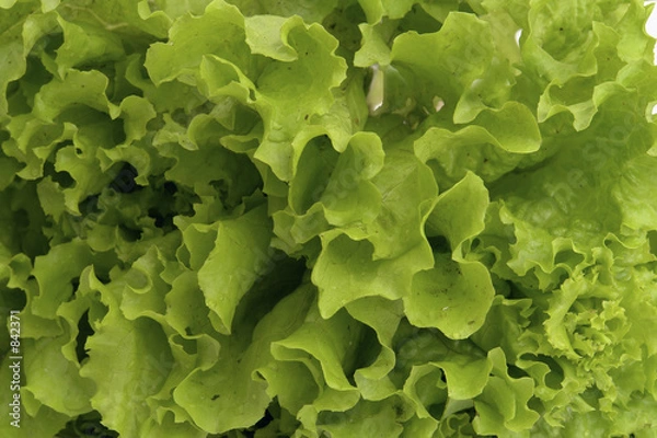 Fototapeta lettuce-2