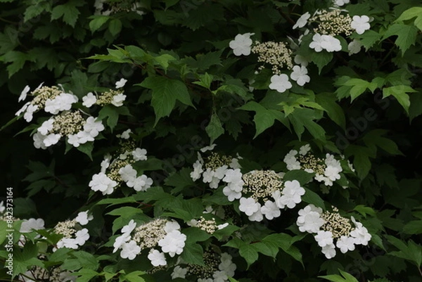 Fototapeta 紫陽花