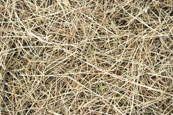 Obraz Brown straws on ground 2