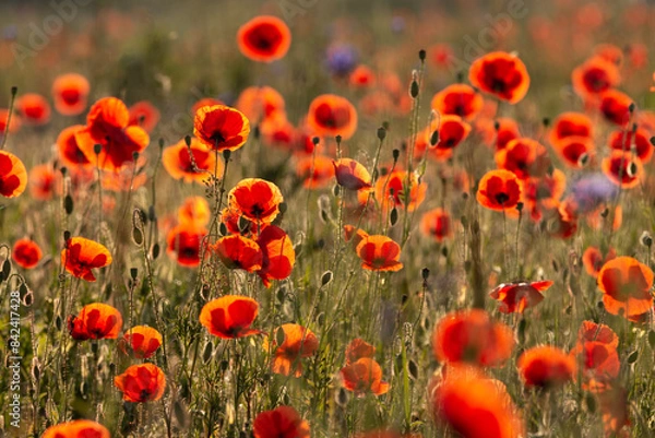 Obraz Polne maki w świetle letniego słońca