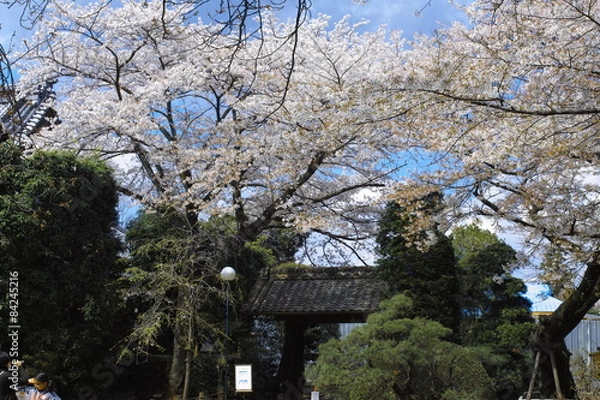 Fototapeta Shimizukouen 9