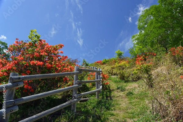 Obraz 見晴山のツツジ