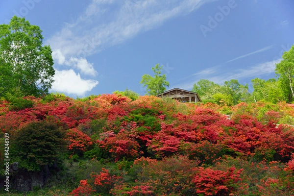 Obraz 見晴山のツツジ