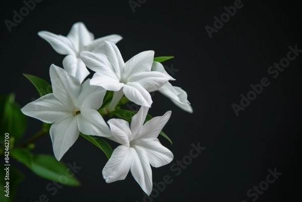 Fototapeta flower Photography, Jasminum sambac, full view object, copy space on right, Isolated on Black Background
