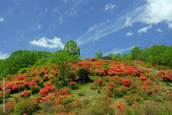 Obraz Azalea z Miharuyama