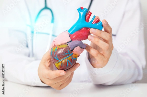 Fototapeta Doctor cardiologist holds a medical model of the heart in his hands. Concept for treating heart diseases: angina pectoris and heart attack. High cholesterol and atherosclerosis, close-up