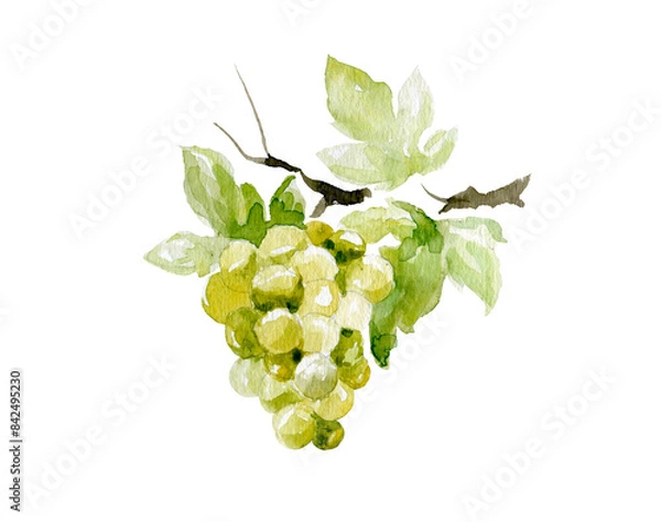 Fototapeta Branch of white grapes. Hand drawn watercolor painting, Illustration for wine or grape drinks with clipping path.