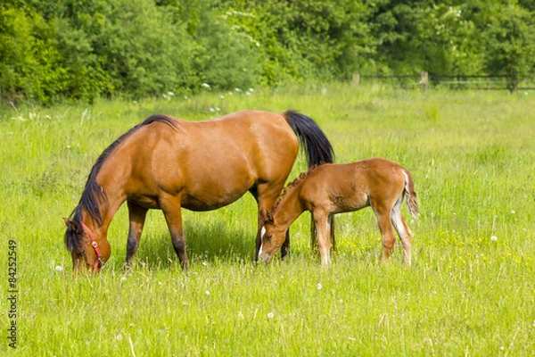 Fototapeta Mare and her foal on a summer pasture.