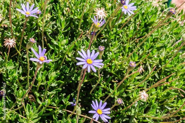 Fototapeta violet daisy