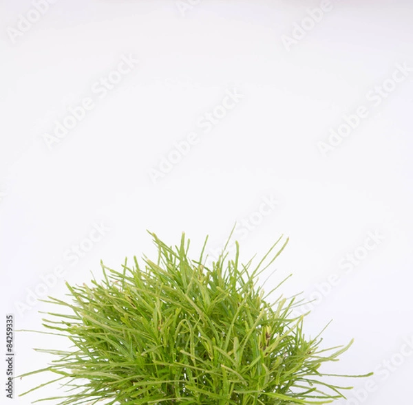 Fototapeta bush background